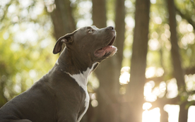 动物 宠物 狗 猫