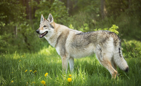 动物 宠物 狗 猫