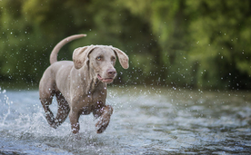 动物 宠物 狗 猫