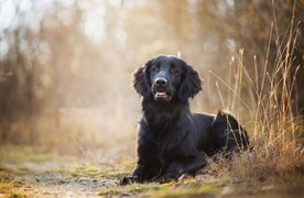 动物 宠物 狗 猫