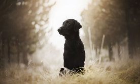 动物 宠物 狗 猫