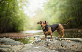 动物 宠物 狗 猫