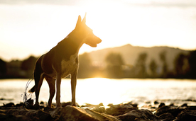 动物 宠物 狗 猫