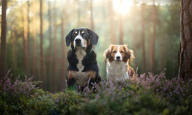 动物 宠物 狗 猫