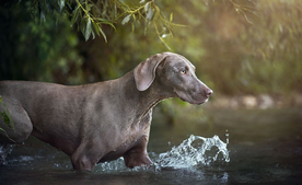 动物 宠物 狗 猫