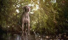 动物 宠物 狗 猫