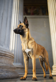 动物 宠物 狗 猫