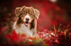 动物 宠物 狗 猫