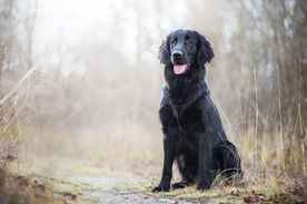 动物 宠物 狗 猫