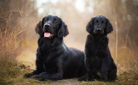 动物 宠物 狗 猫