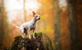 动物 宠物 狗 猫