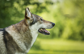 动物 宠物 狗 猫