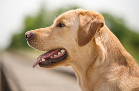 动物 宠物 狗 猫