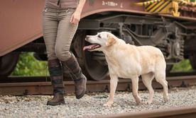 动物 宠物 狗 猫