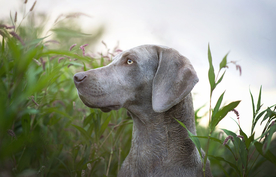 动物 宠物 狗 猫