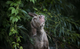 动物 宠物 狗 猫