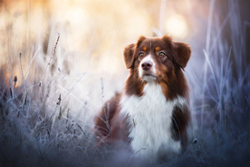 动物 宠物 狗 猫