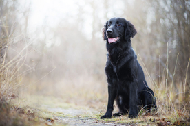 动物 宠物 狗 猫