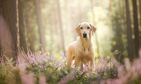 动物 宠物 狗 猫
