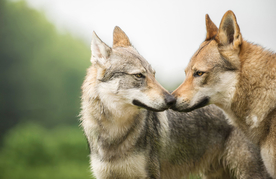 动物 宠物 狗 猫
