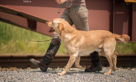 动物 宠物 狗 猫