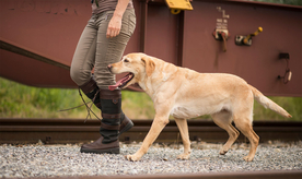 动物 宠物 狗 猫