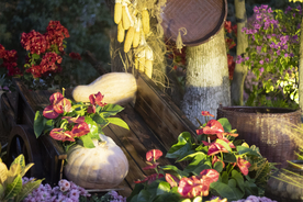 武汉沙湖公园菊展