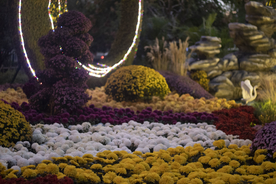 武汉沙湖公园菊展