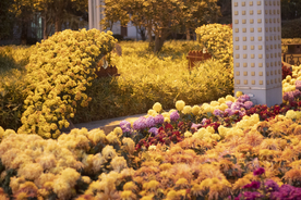 武汉沙湖公园菊展