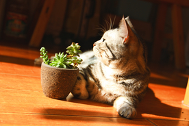 猫