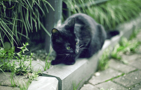 黑猫