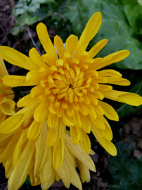 金丝皇菊