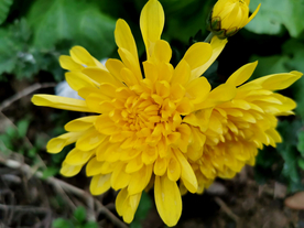 金丝皇菊