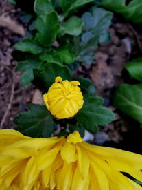 菊花苞