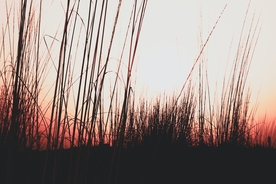 芦苇