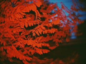红叶