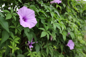 牵牛花