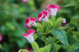 牵牛花