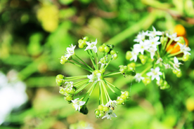 牵牛花