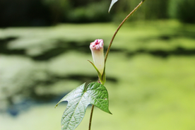 牵牛花