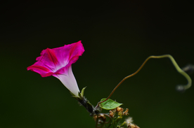 牵牛花