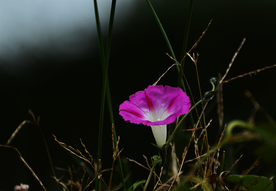 牵牛花