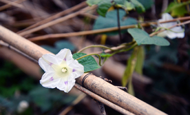 牵牛花