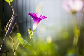 牵牛花