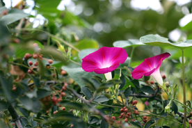 牵牛花