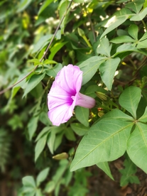 牵牛花