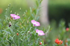 牵牛花