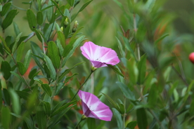 牵牛花