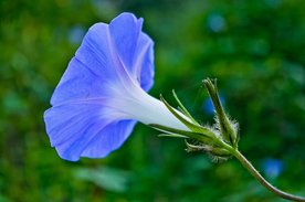 牵牛花