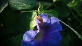 牵牛花